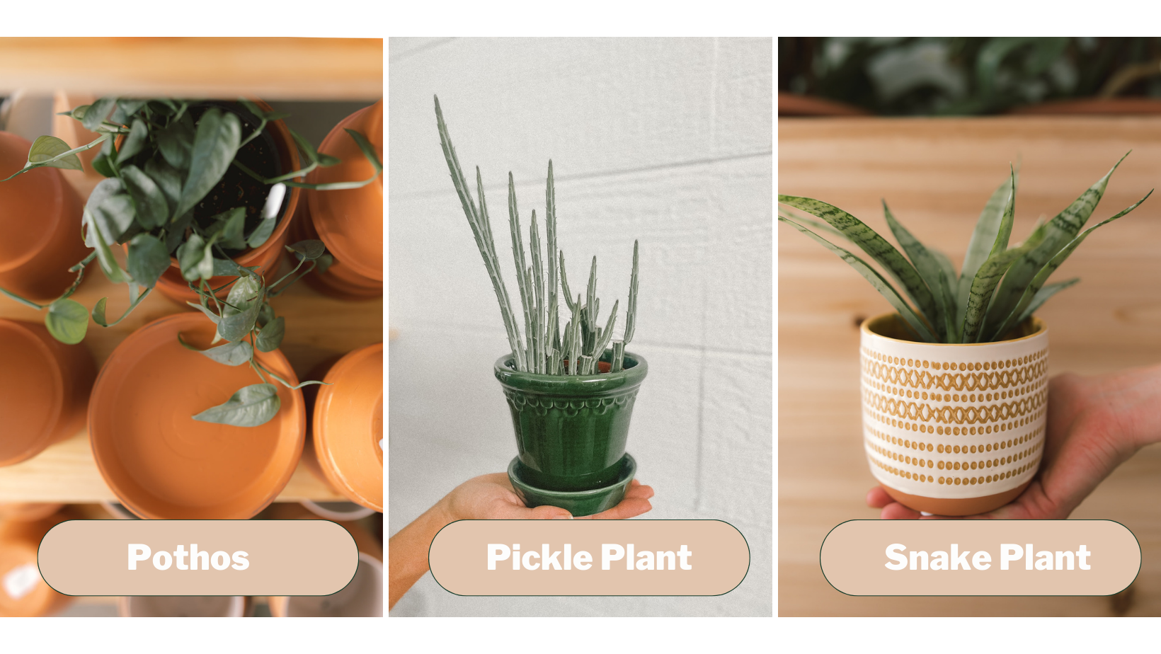 3 FAV Indoor Plants that THRIVE in Low Light!  Mill Creek Gardens