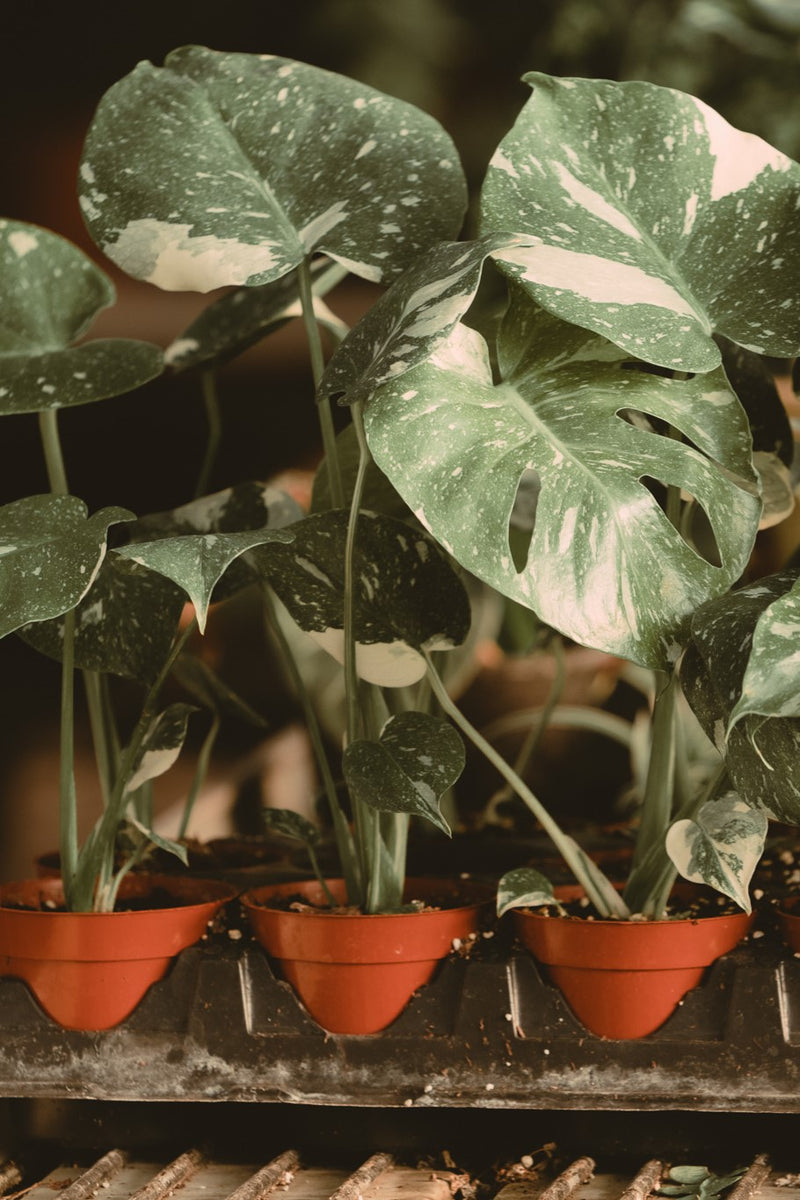 DSC01145-Copy_1200x1200.jpg?v=