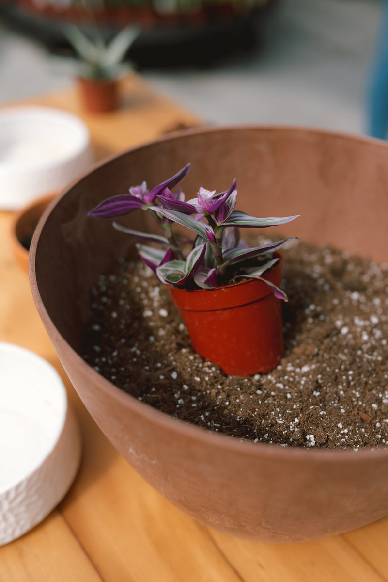 tradescantia nanouk succulent 4" Tradescantia Nanouk – Mill Creek Gardens