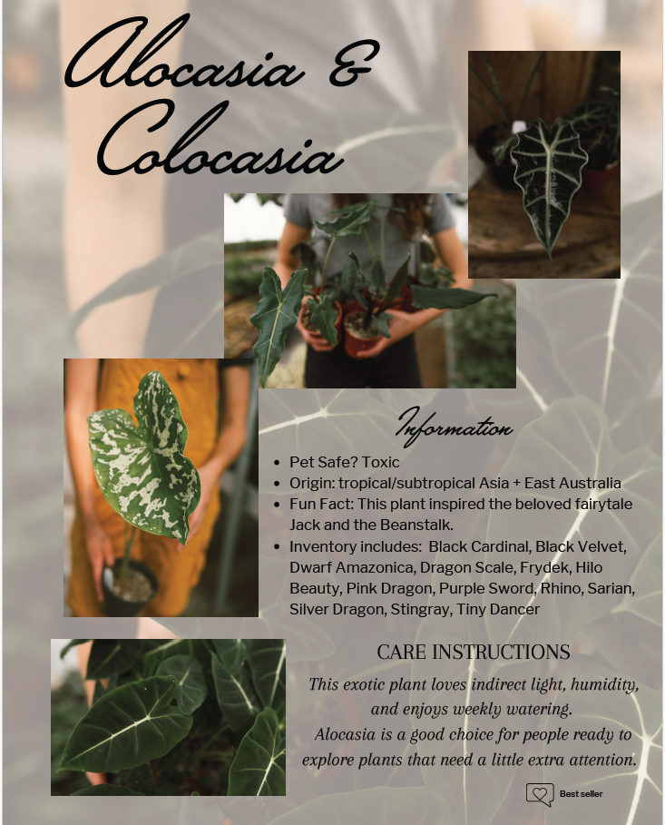 indoor plant facts A Digital Guide to Indoor Plants – Mill Creek Gardens