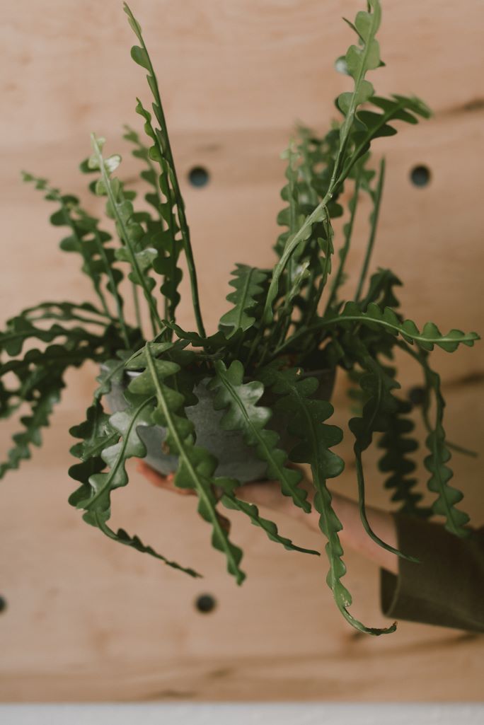 buy pre potted plants Pre-potted Plant in Decorative Container