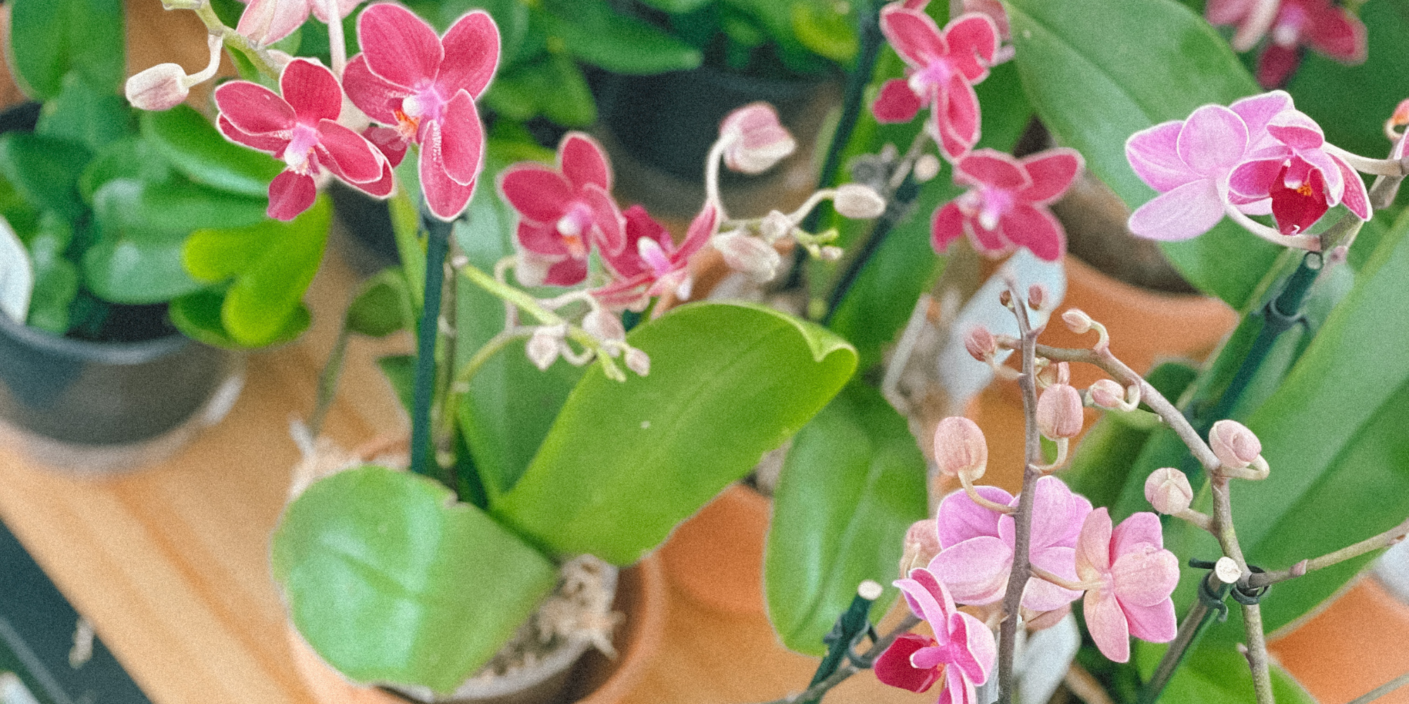 Keep Your Love "Growing" with  Orchids + Philodendron