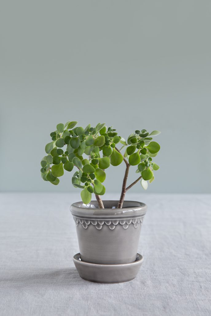 4.7" Kobenhavner GLZ Pearl Grey Pot + Saucer