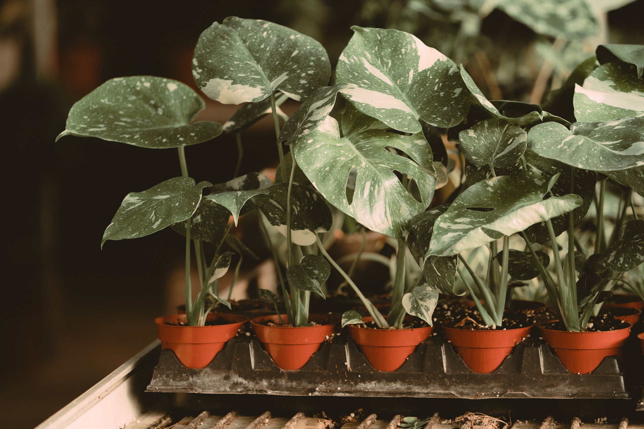 buy monstera thai constellation 4" Monstera Thai Constellation – Mill Creek Gardens