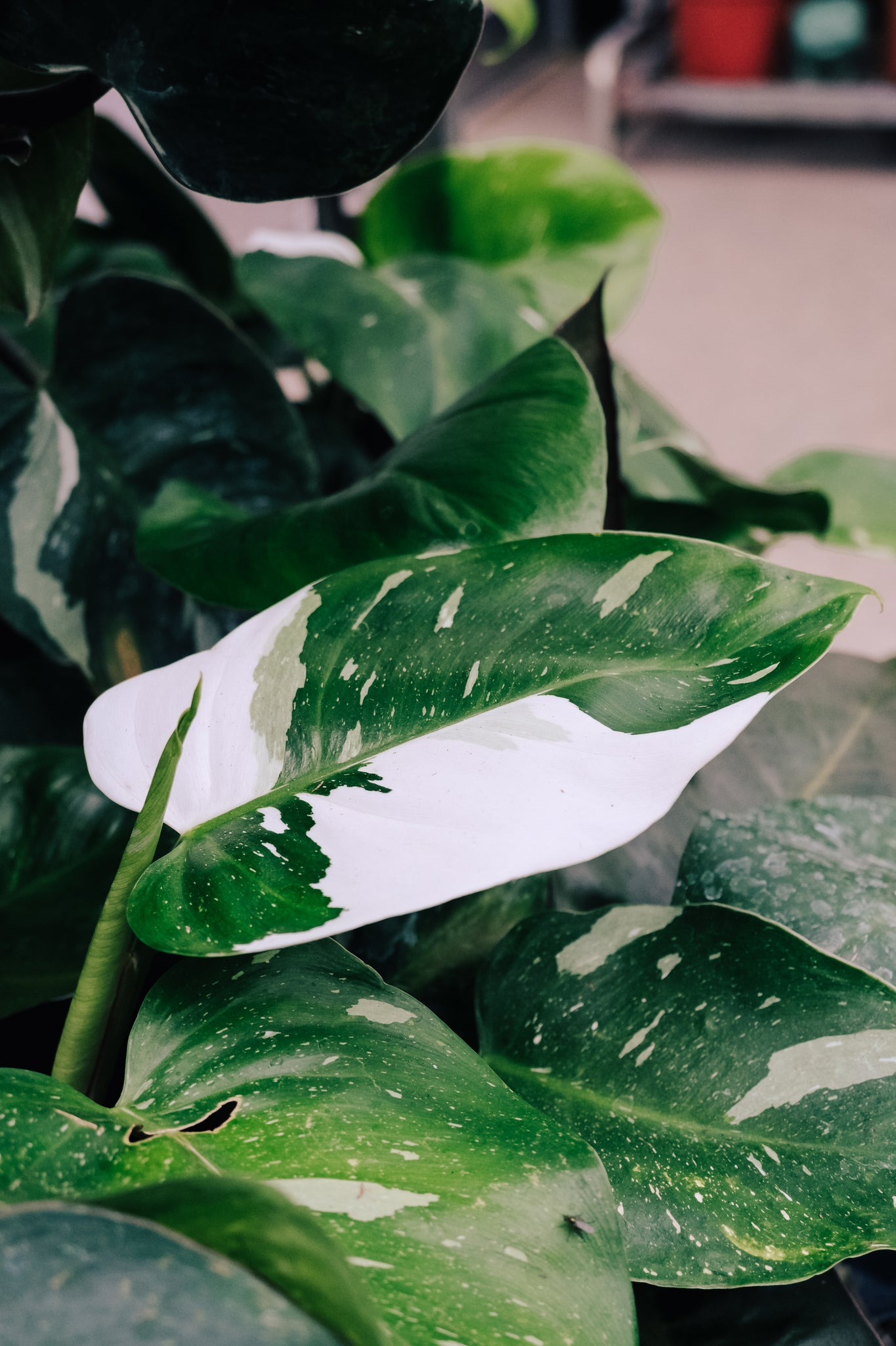 white knight pothos Philodendron 'White Knight'
