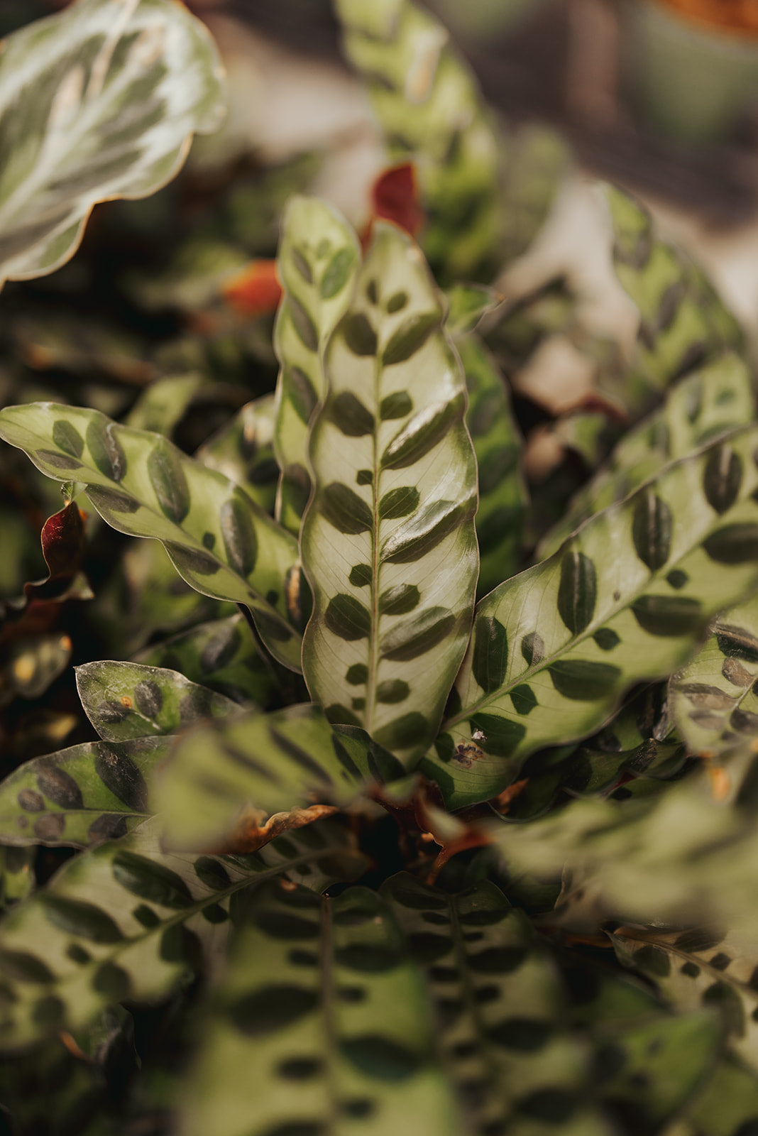 4” Calathea Lancifolia