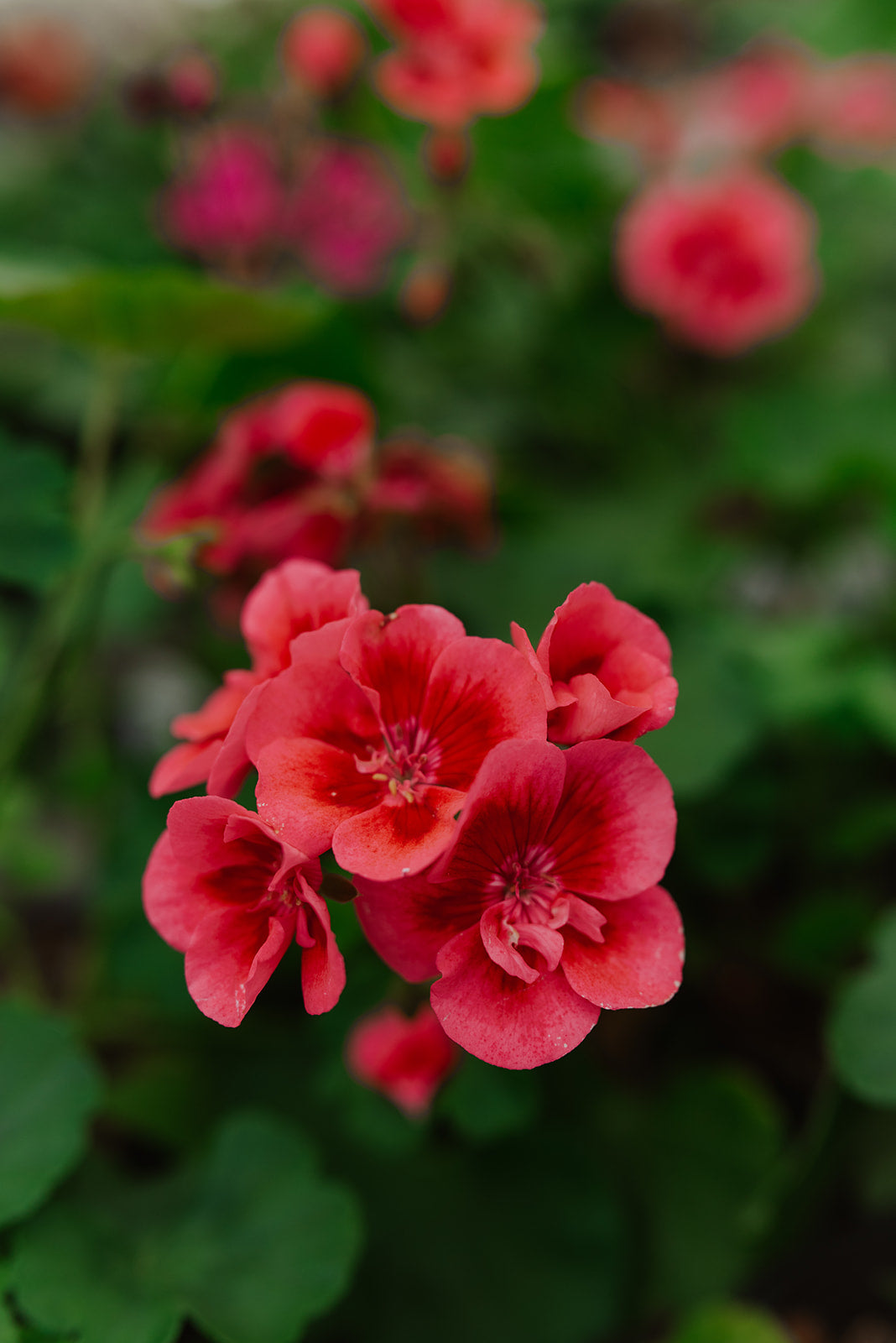 5" Geranium