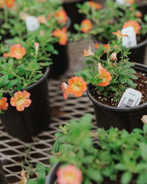 5" Calibrachoa Millionbells