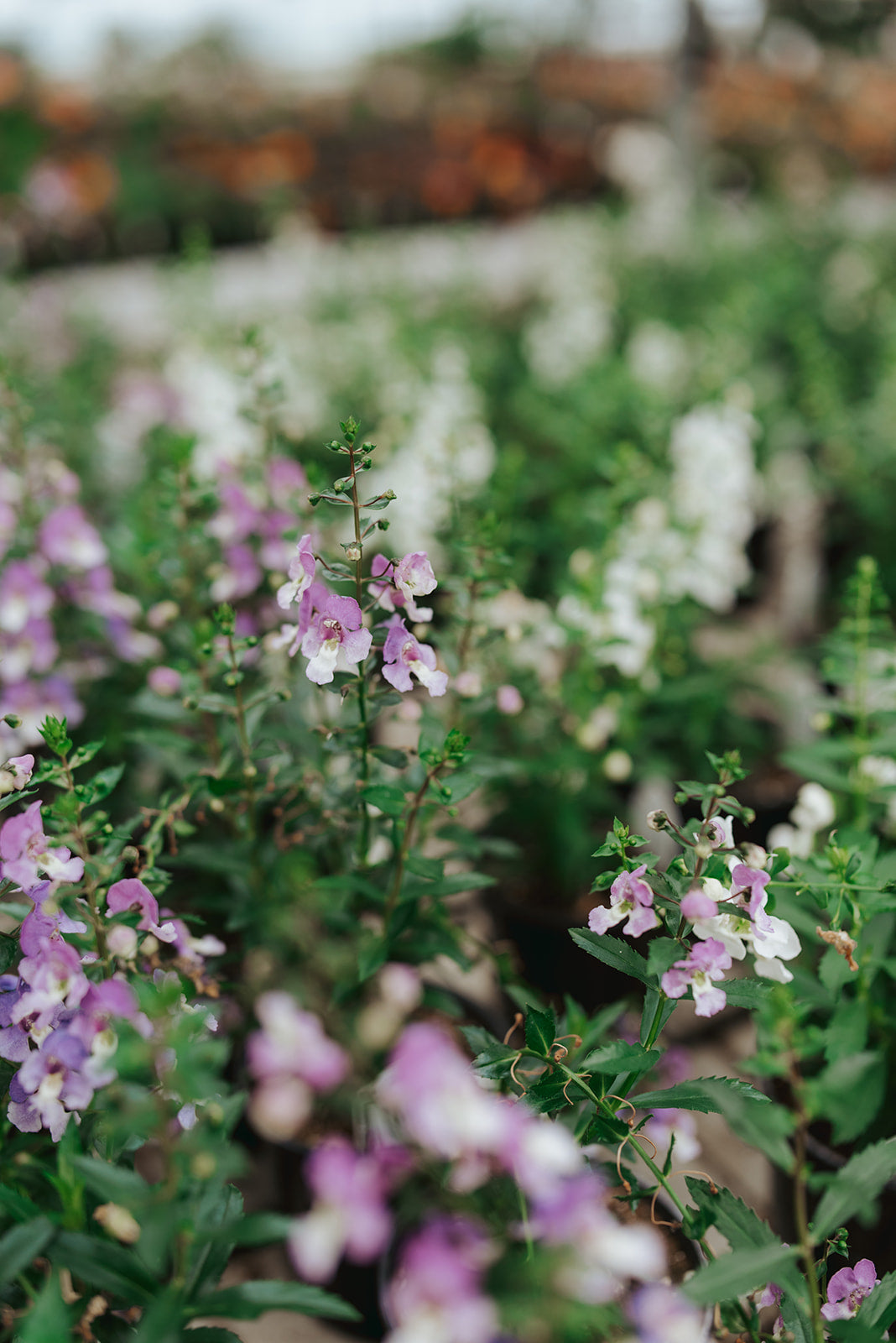 5" Angelonia