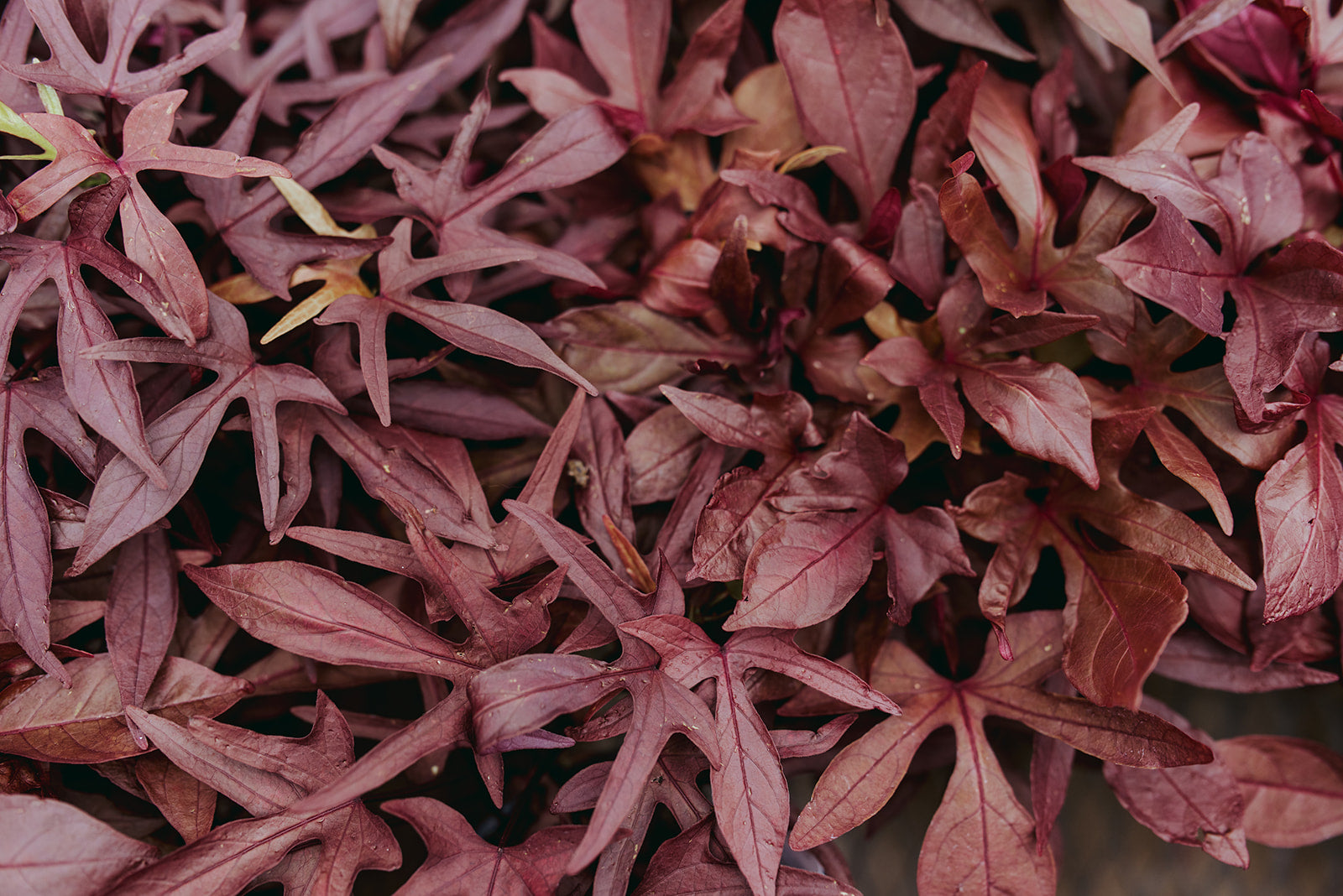 6" Sweet Potato Vine