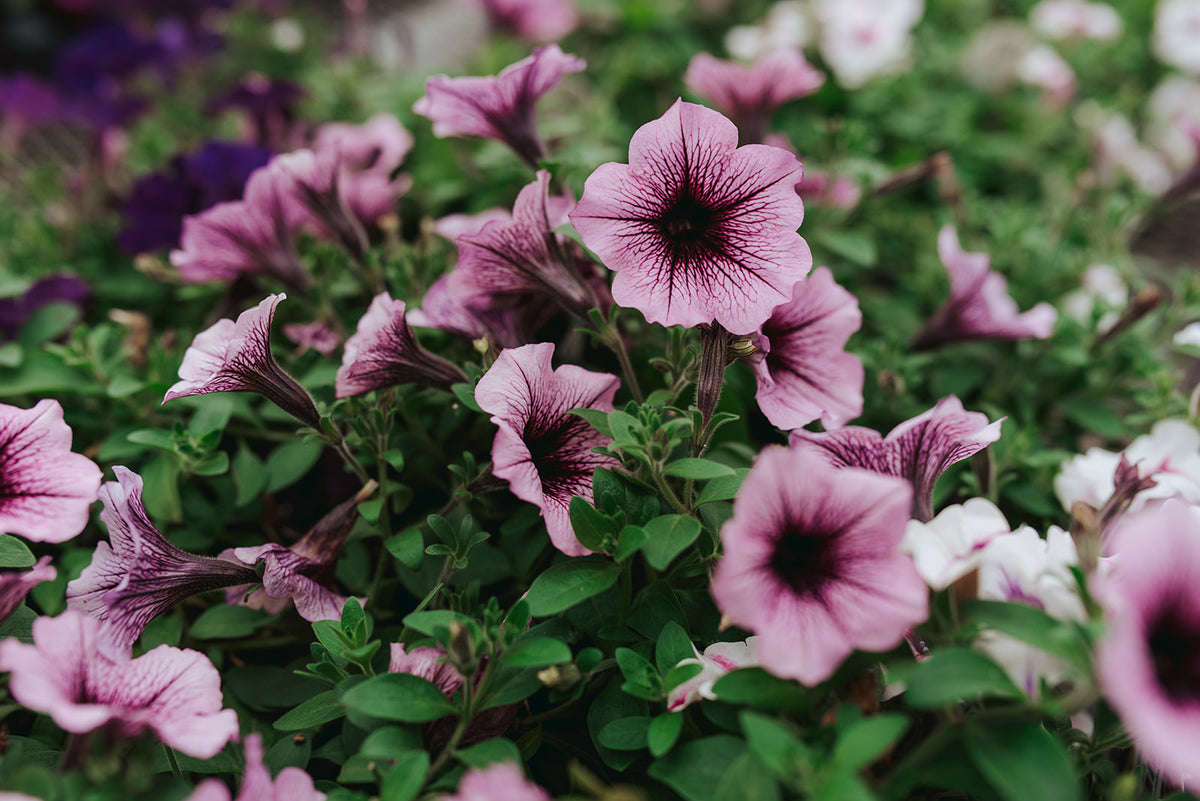 Petunia Supertunia® – Mill Creek Gardens