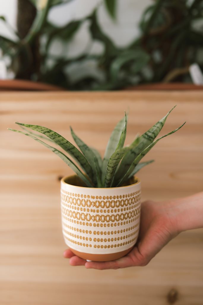 Pre-potted Plant in Decorative Container