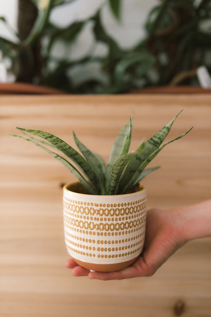 plant pot decorative Pre-potted Plant in Decorative Container – Mill Creek Gardens