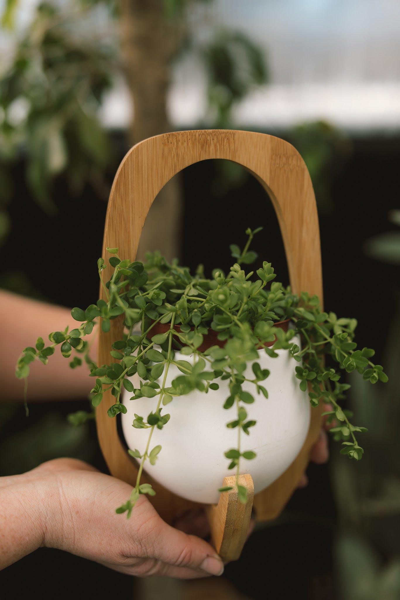 Pre-potted Indoor Plant + Decorative Pot
