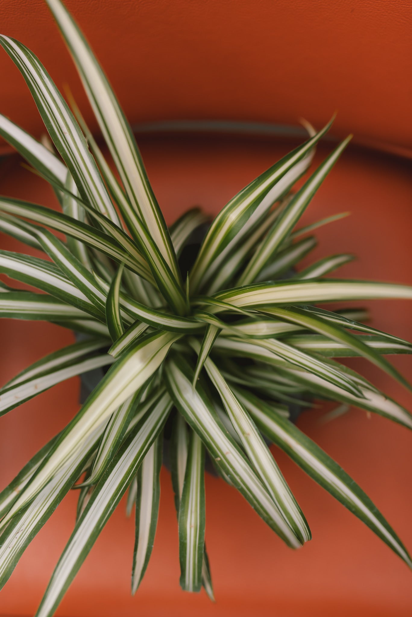 world's largest spider plant 4" Spider Plant – Mill Creek Gardens