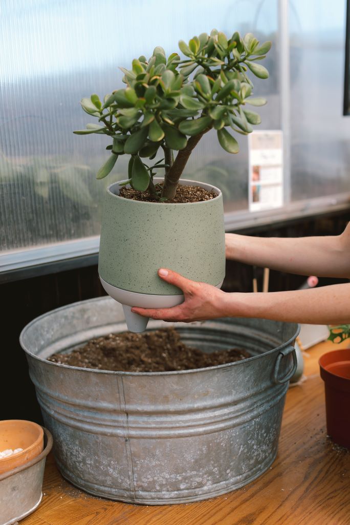 where to buy pretty plant pots Pre-potted Plant in Decorative Container – Mill Creek Gardens