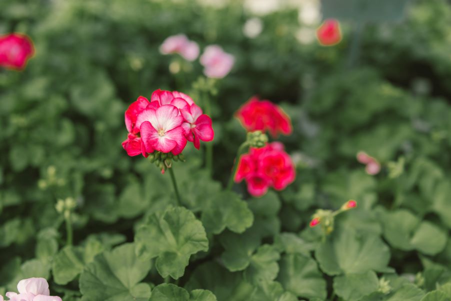 5" Geranium