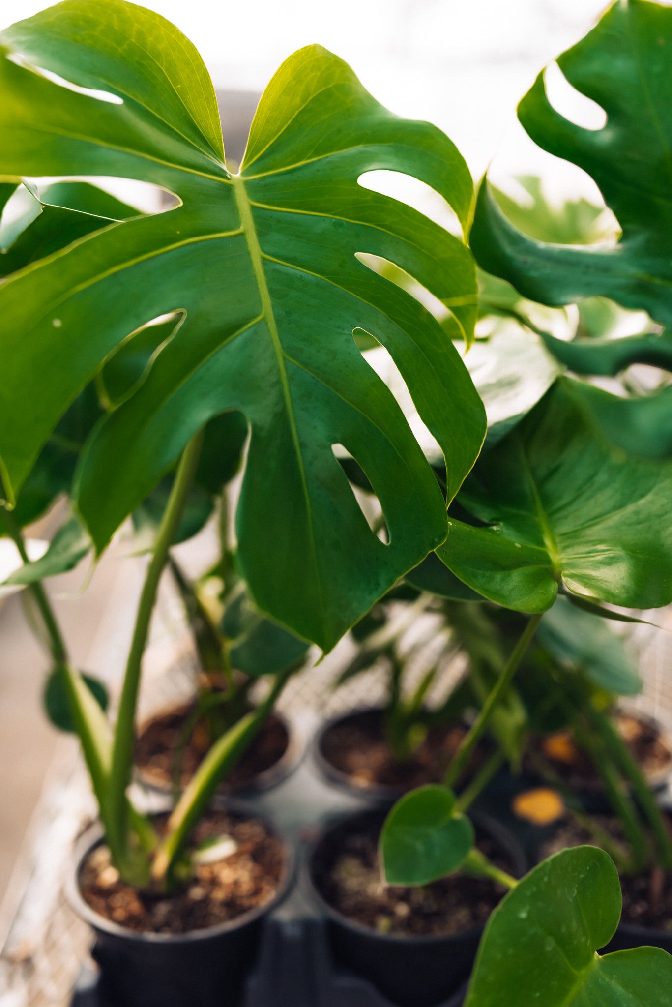 10 monstera 10" Monstera Deliciosa – Mill Creek Gardens