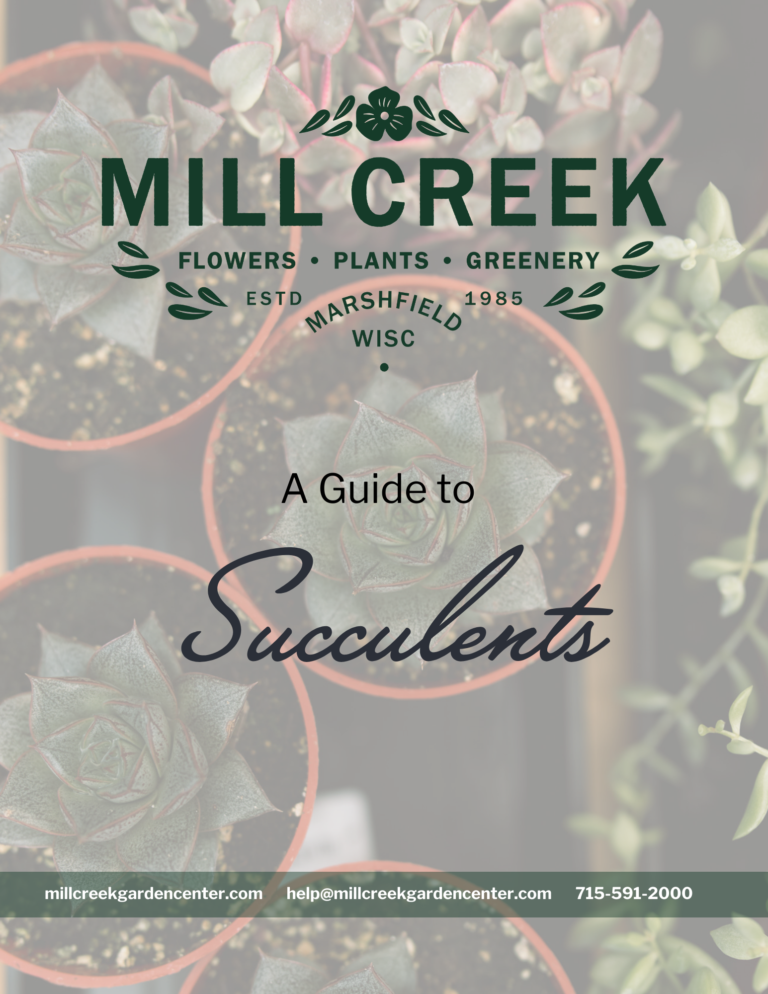 A Guide to Succulents