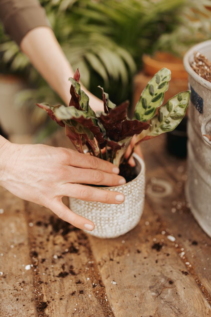 where to buy pre potted plants Pre-potted Plant in Decorative Container – Mill Creek Gardens