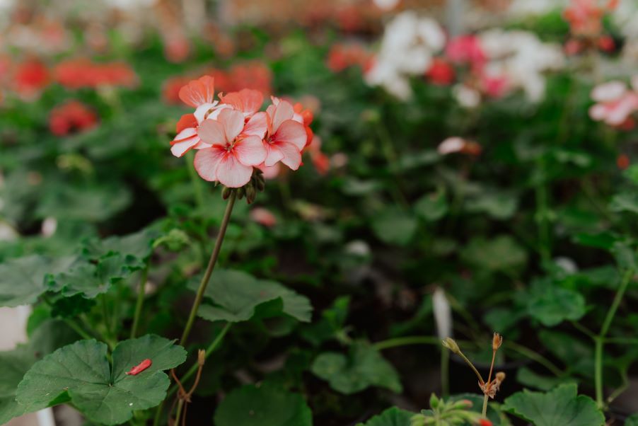 5" Geranium