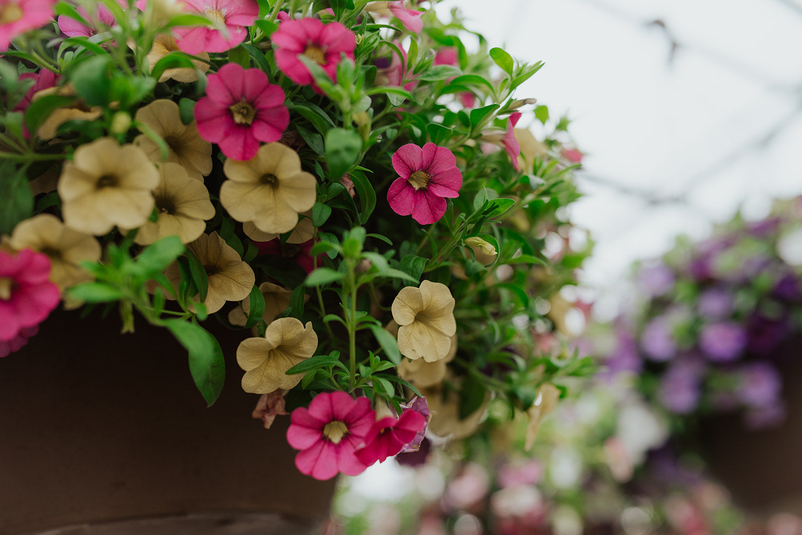 lowes hanging basket plants 12" Flower Hanging Basket – Mill Creek Gardens