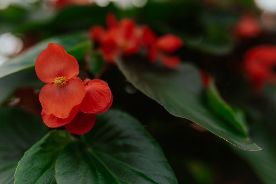 6" Dragonwing Begonia