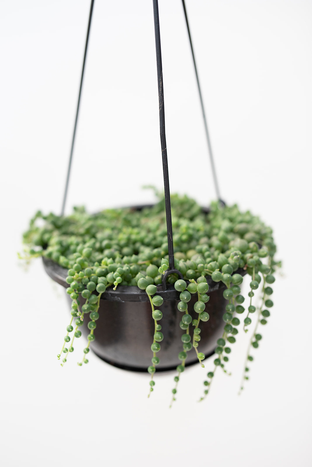 indoor string of pearls plant Succulent String of Pearls Live Plant, 6" Pot