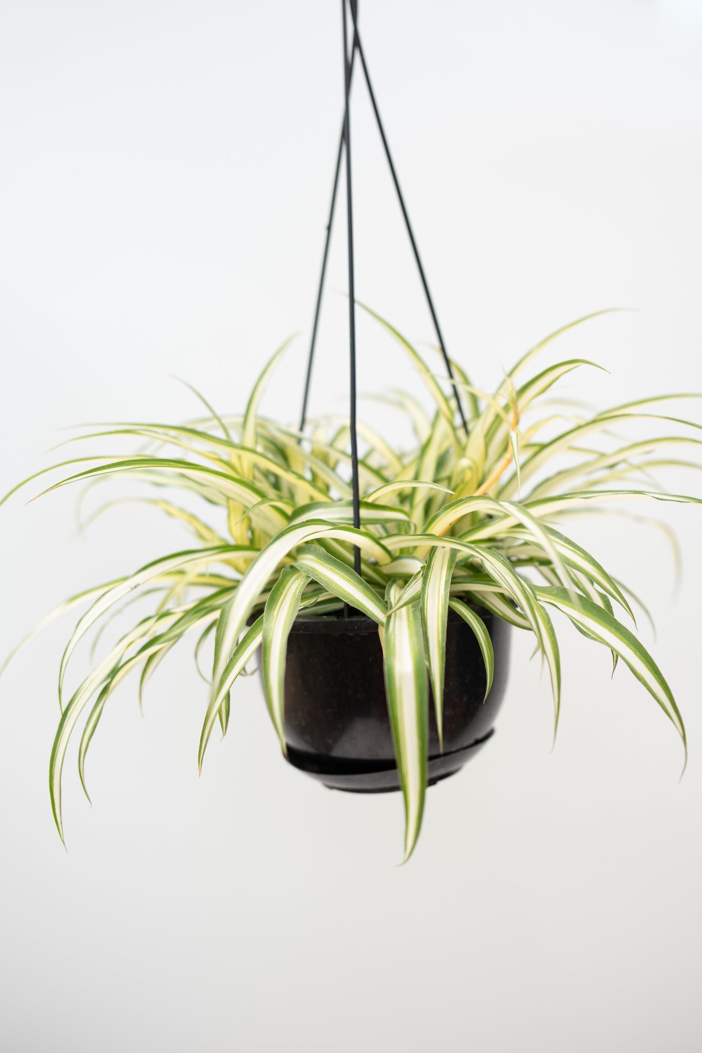 6 inch spider plant 6" Spider Plant