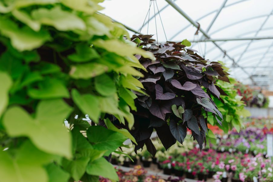 6" Sweet Potato Vine