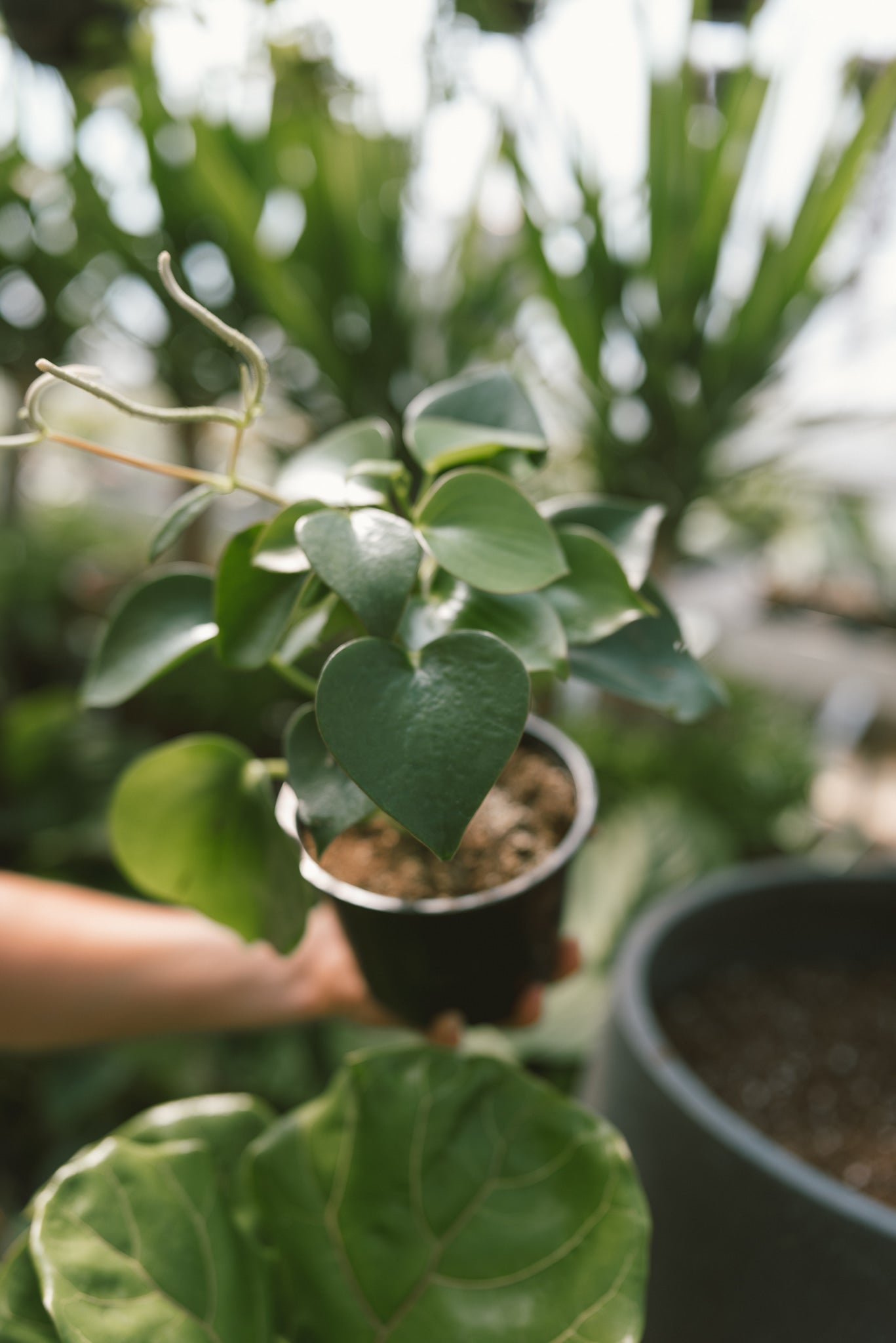 raindrop house plant 6” Raindrop Peperomia