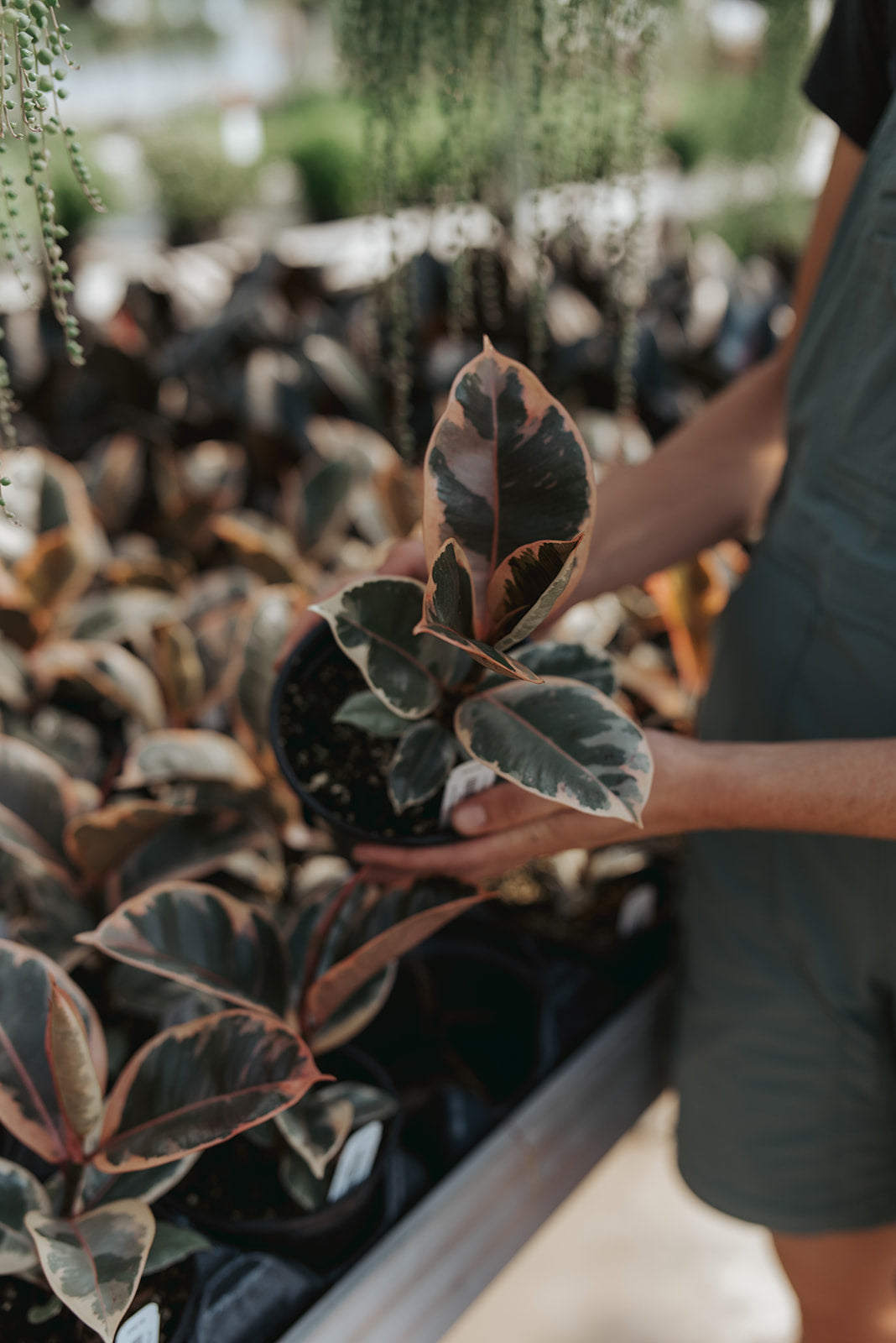 ficus ruby rubber tree Ficus Elastica Ruby 6"