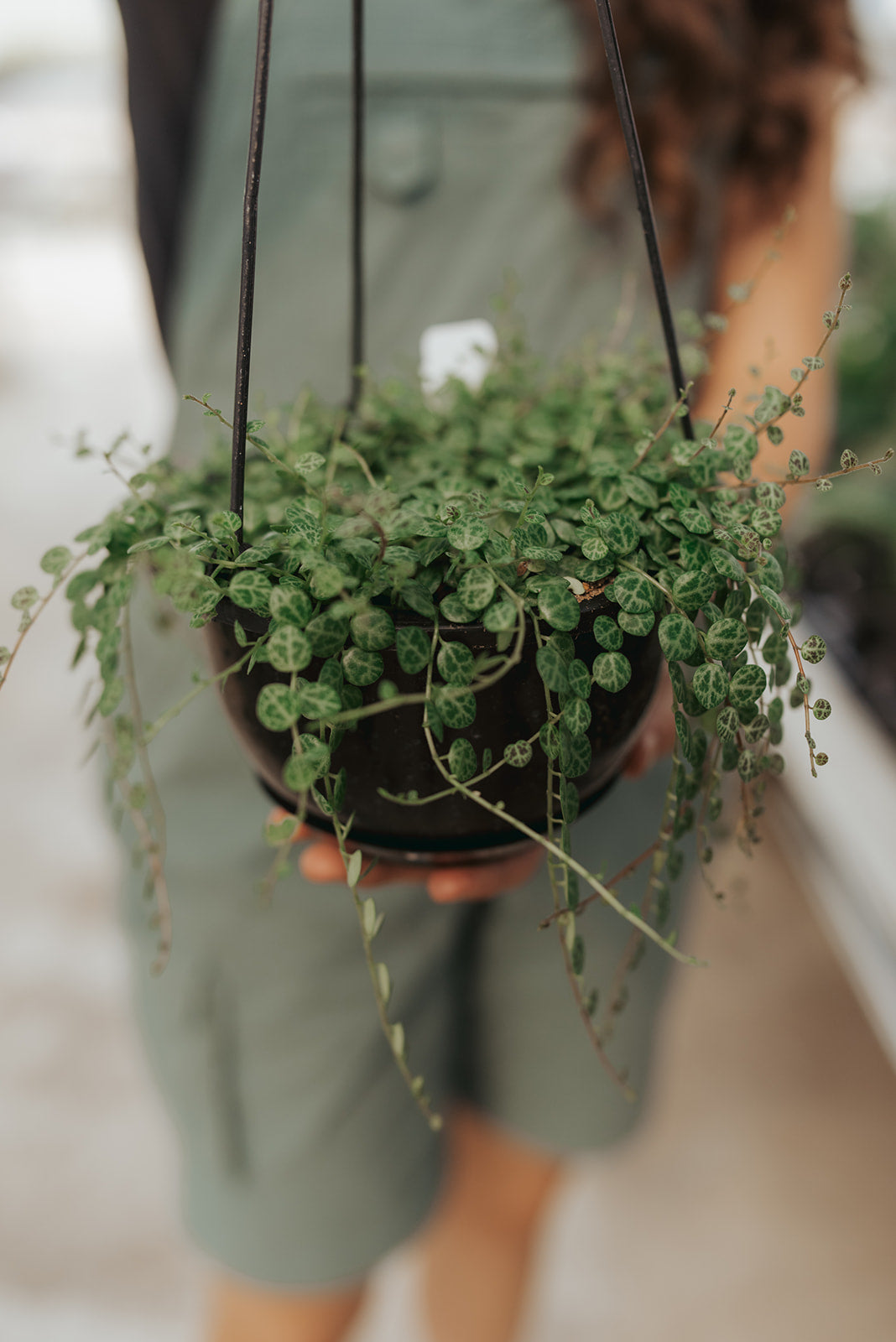 hanging turtle plant String of Turtles Plant for Sale in WI – Mill Creek Gardens