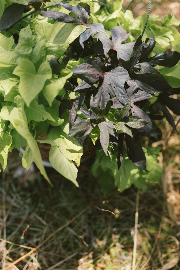 6" Sweet Potato Vine