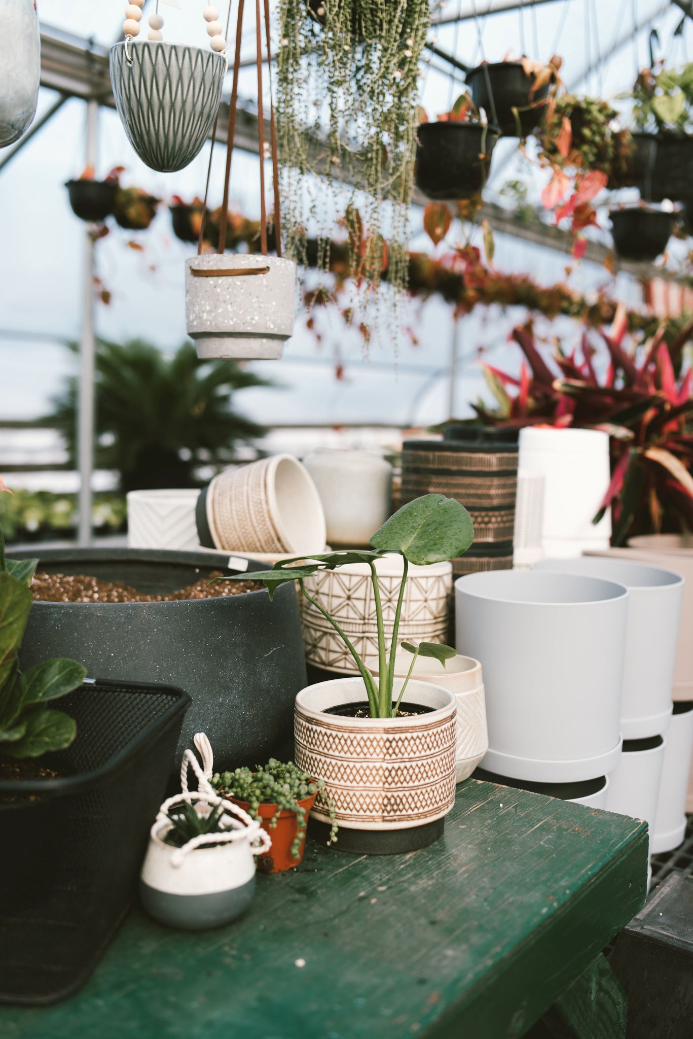 where can i buy potted plants Pre-potted Plant in Decorative Container – Mill Creek Gardens