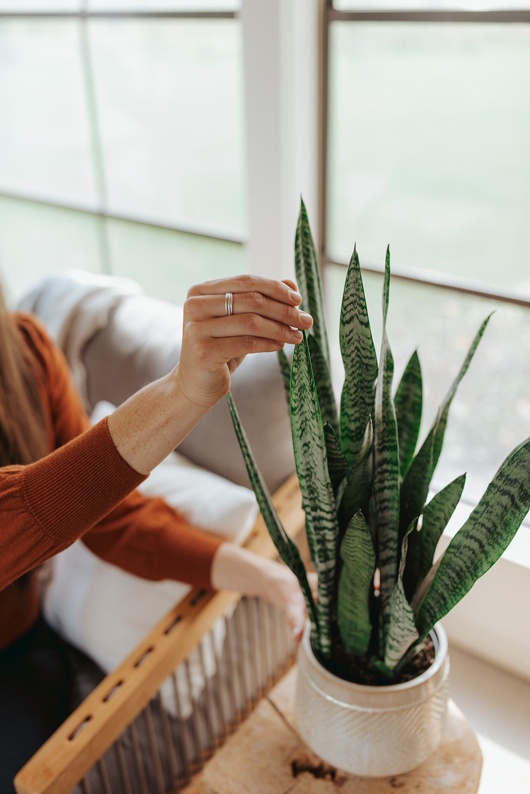 snake plant 6 6" Sansevieria Zeylanica – Mill Creek Gardens